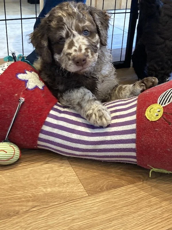 Goldendoodle puppies (Copy)