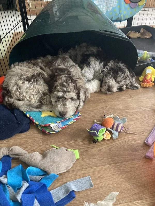Goldendoodle puppies (Copy)
