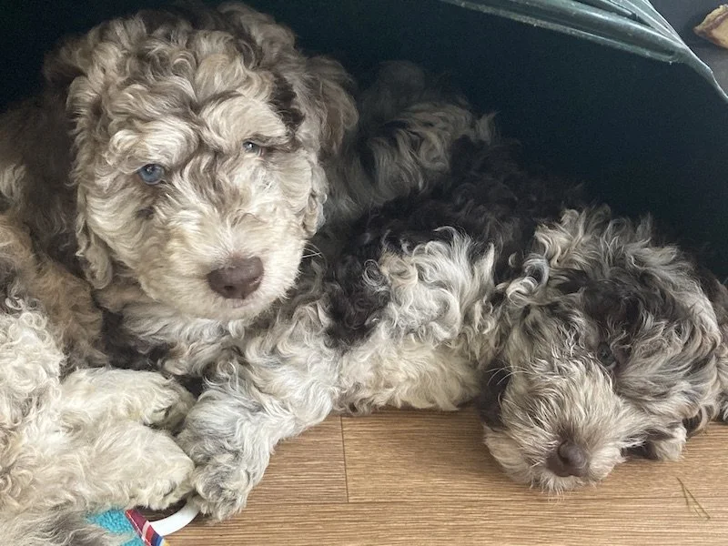 Goldendoodle puppies (Copy)