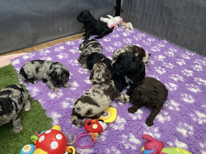 Goldendoodle puppies (Copy) (Copy)