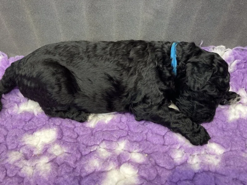 Goldendoodle puppies (Copy) (Copy)