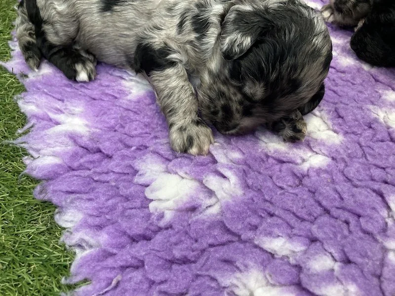 Goldendoodle puppies (Copy) (Copy)
