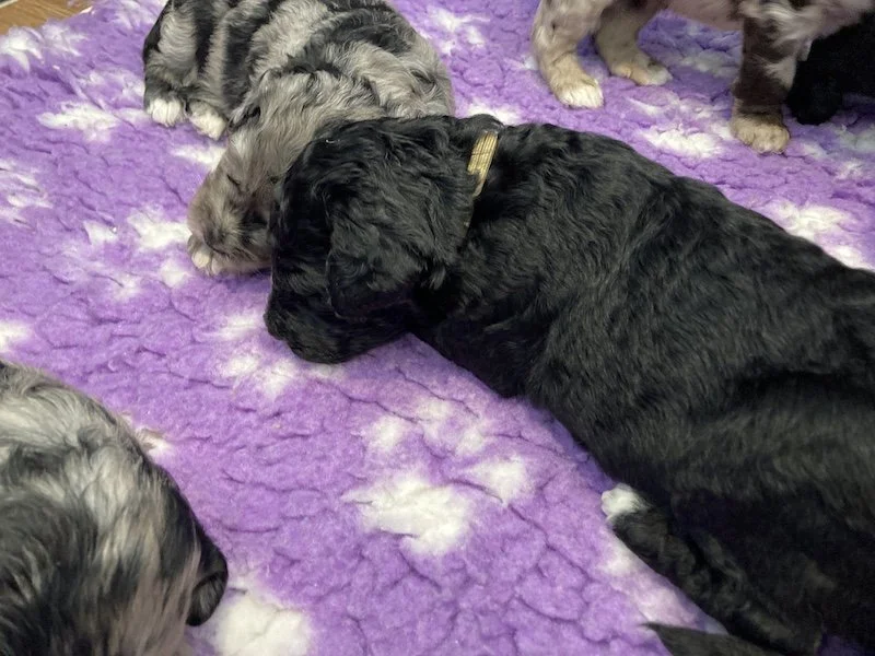 Goldendoodle puppies (Copy) (Copy)