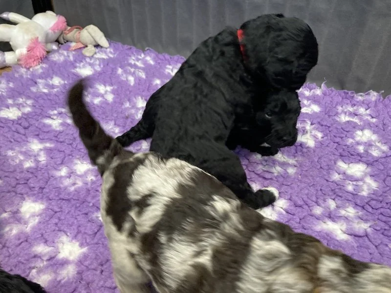 Goldendoodle puppies (Copy) (Copy)