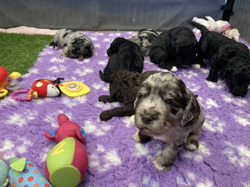Goldendoodle puppies (Copy) (Copy)