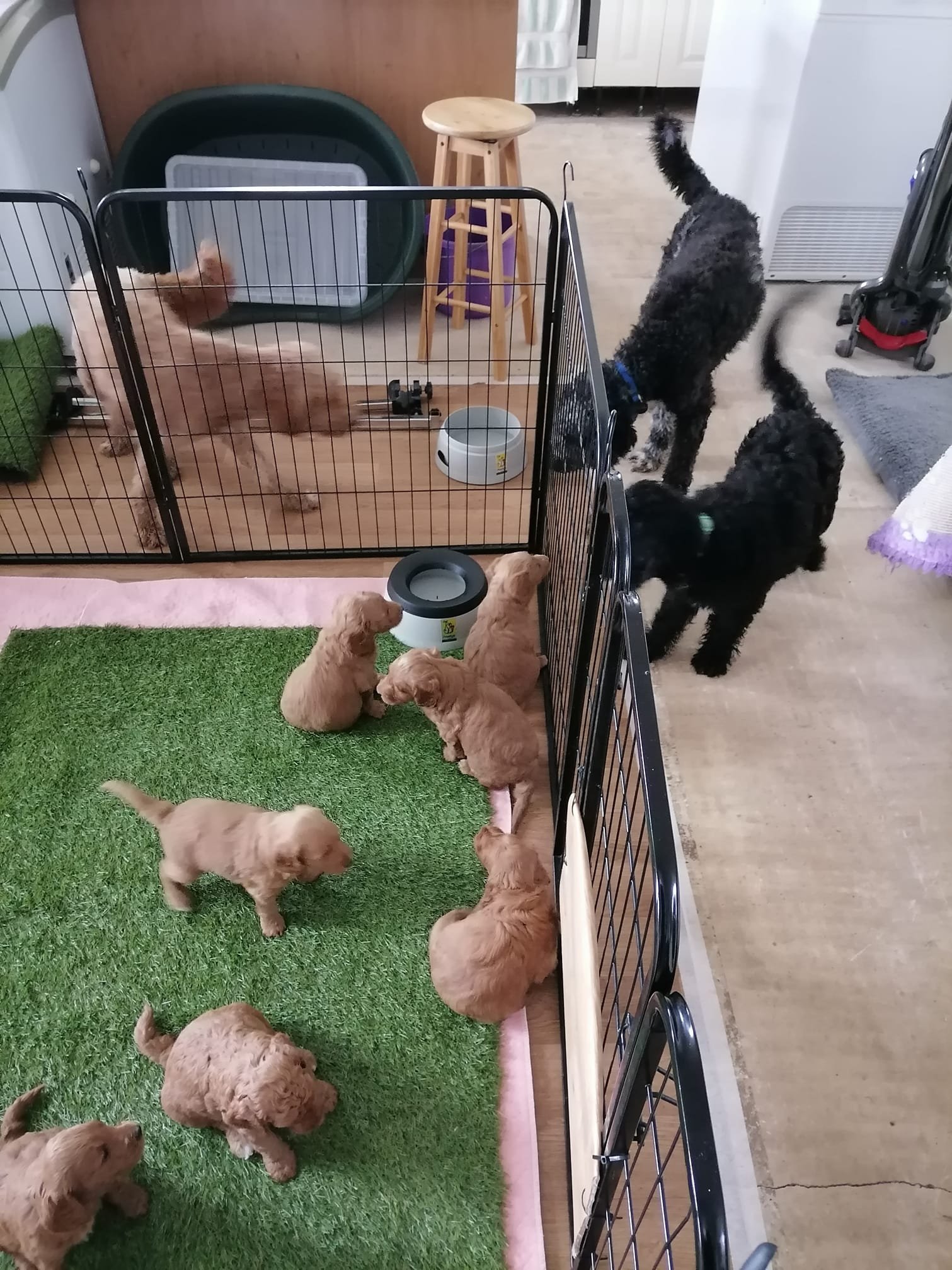 Goldendoodle puppies (Copy) (Copy) (Copy)