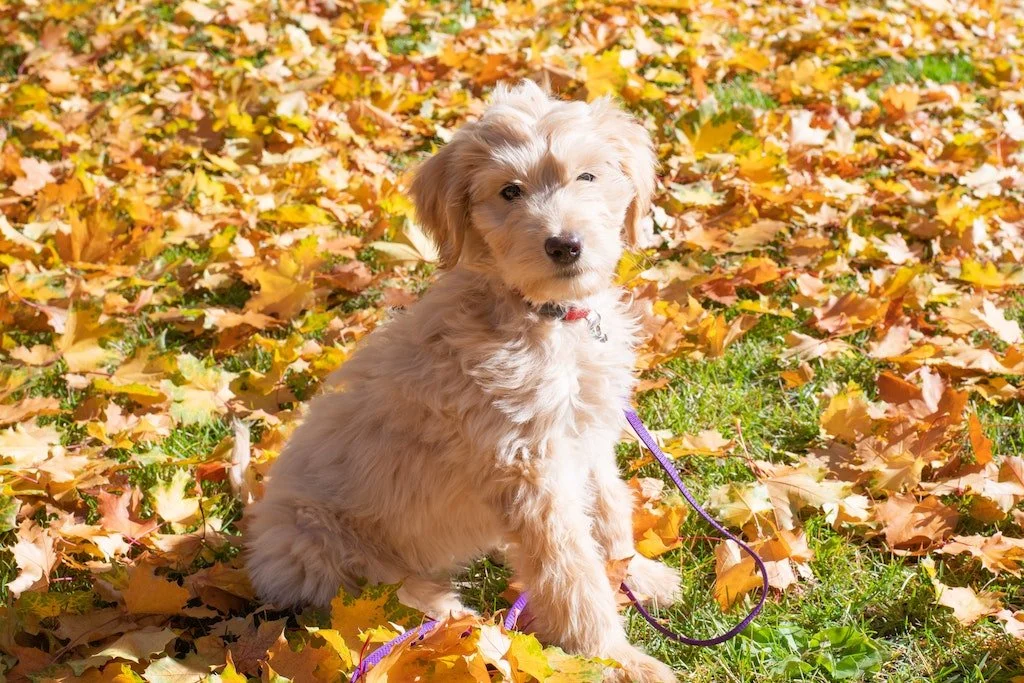 Labradoodle American Kennel Club Goldendoodle Blog