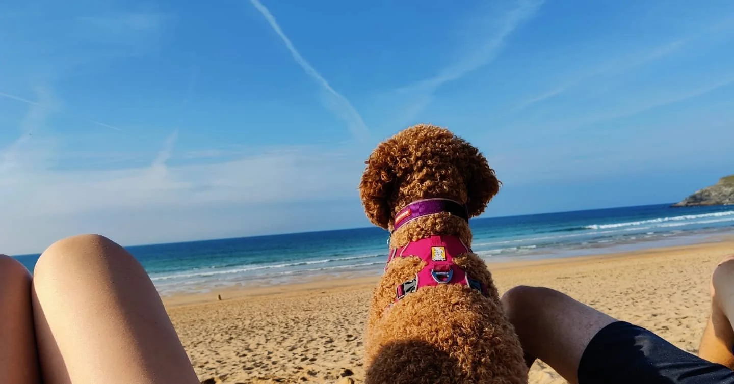 Goldendoodle puppies.jpeg