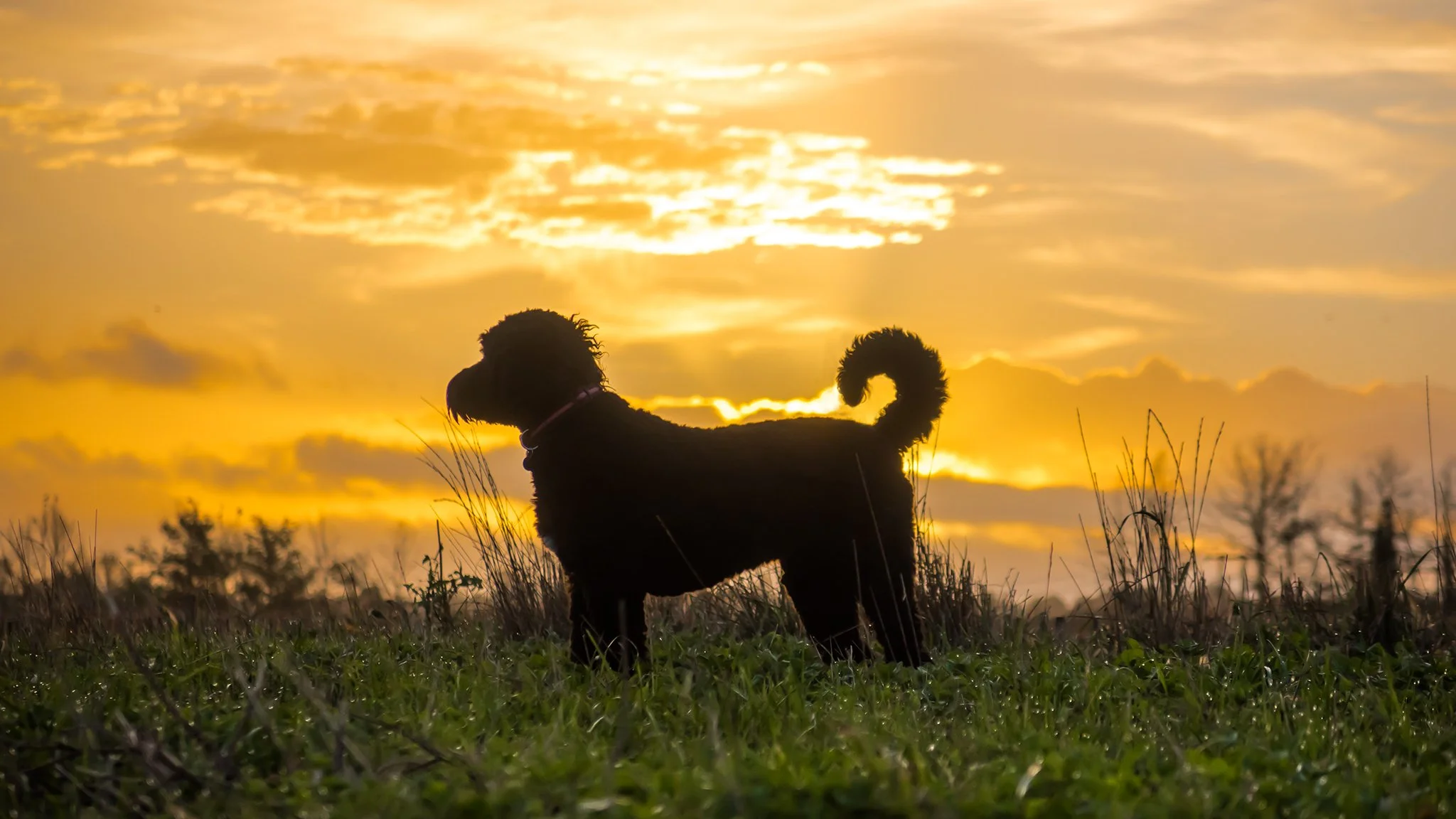 Goldendoodle puppies for sale.jpeg