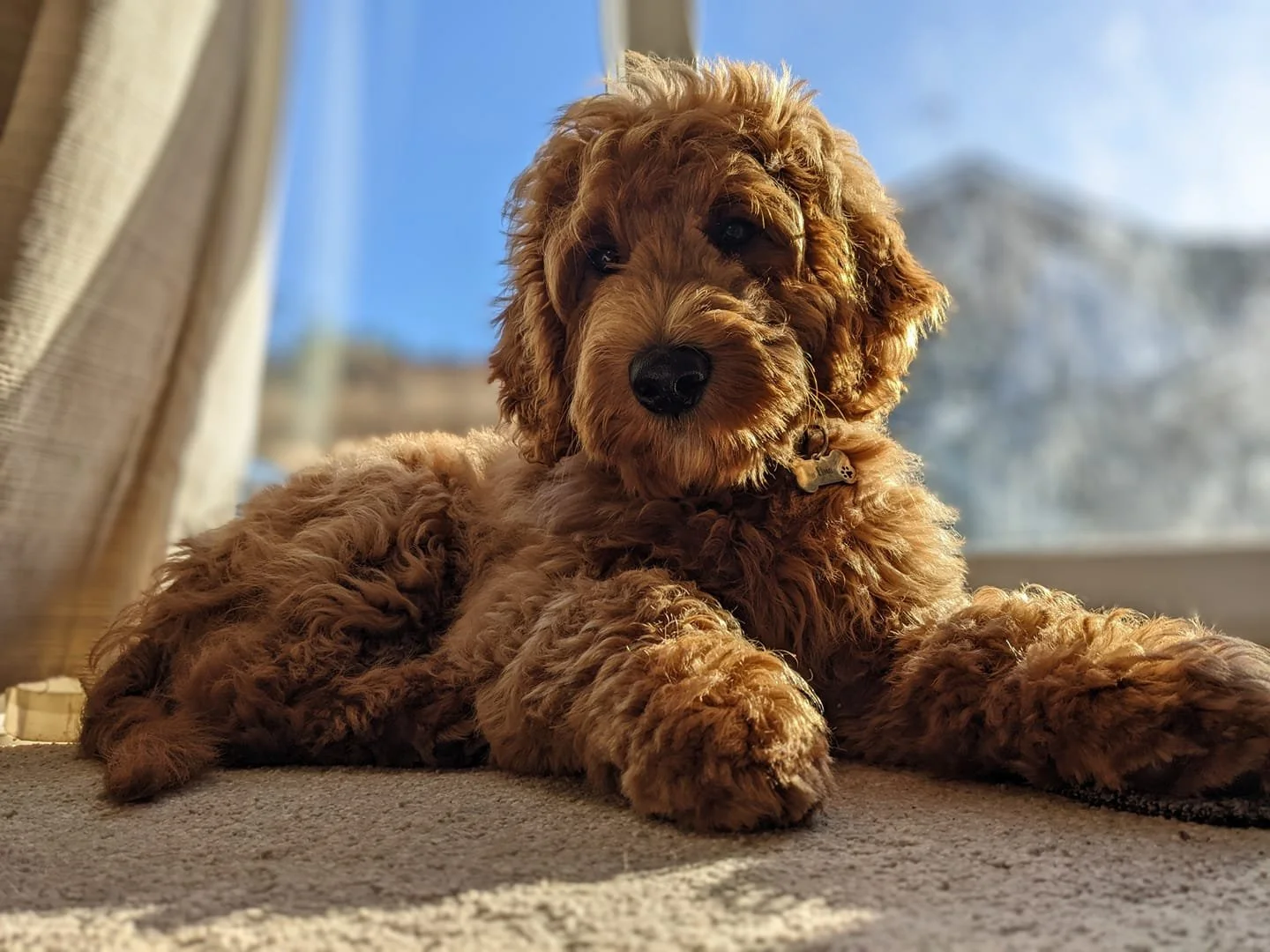 Goldendoodle coat types