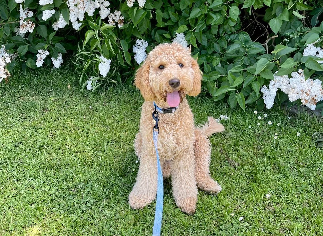 Goldendoodle puppies.jpeg