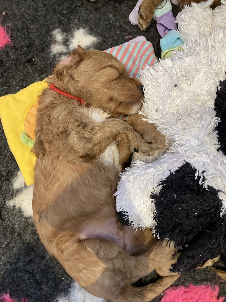 Irish doodle puppies5848.JPG