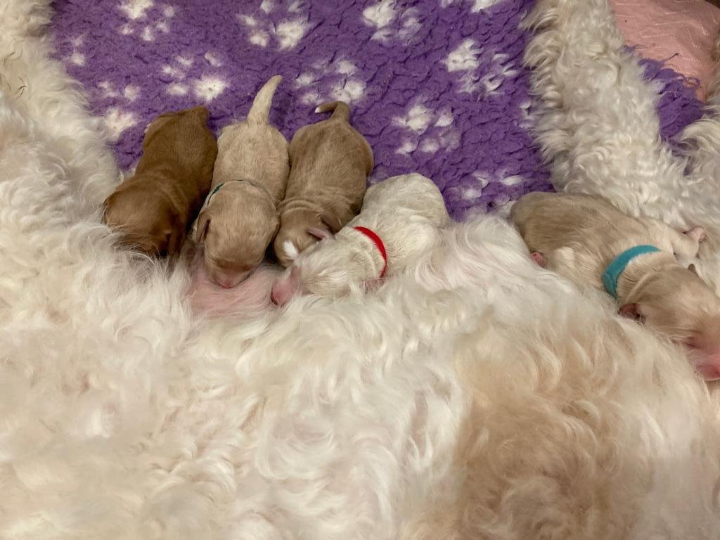 Goldendoodle puppies 5.JPG