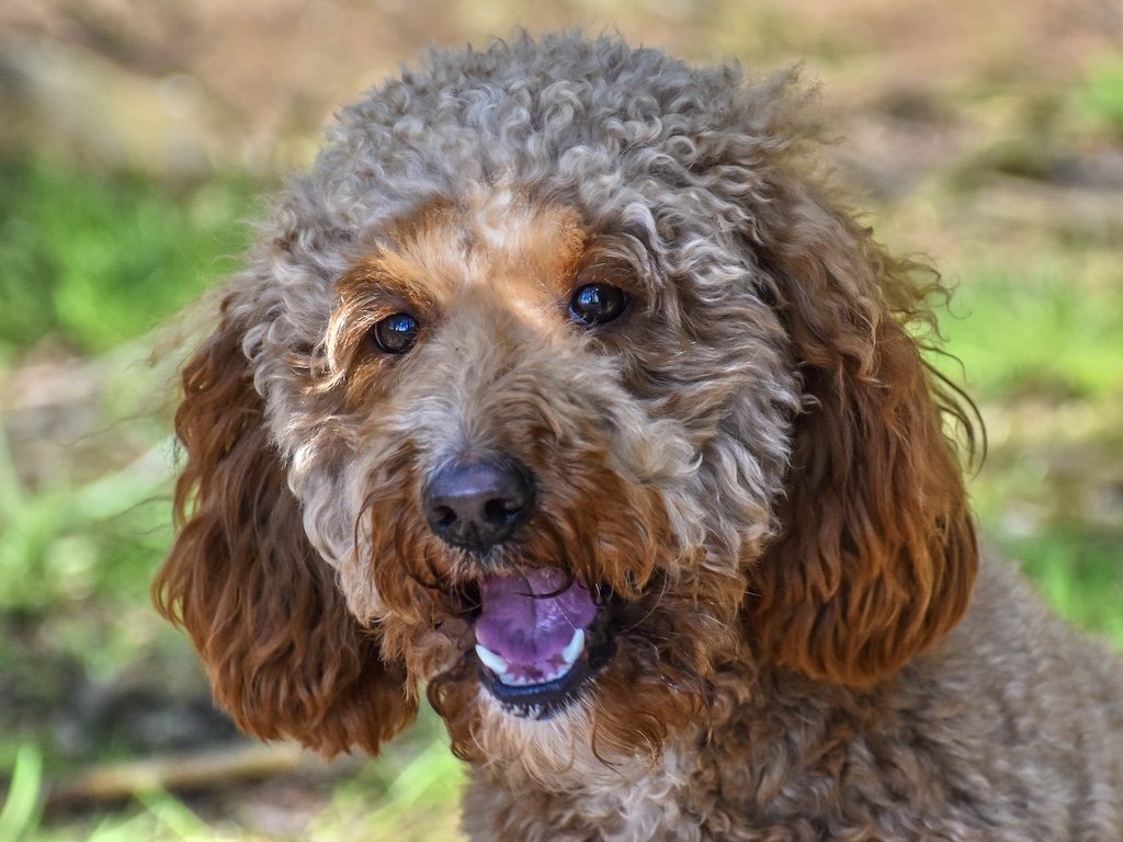 Coco — Goldendoodle and Irish Doodle puppies for sale Cheristone Doodles