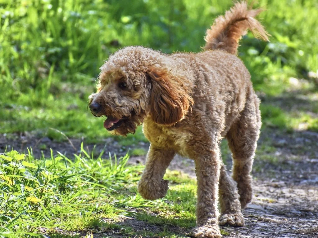 Coco — Goldendoodle and Irish Doodle puppies for sale Cheristone Doodles