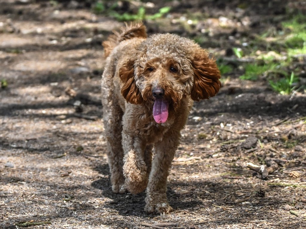 Coco — Goldendoodle and Irish Doodle puppies for sale Cheristone Doodles