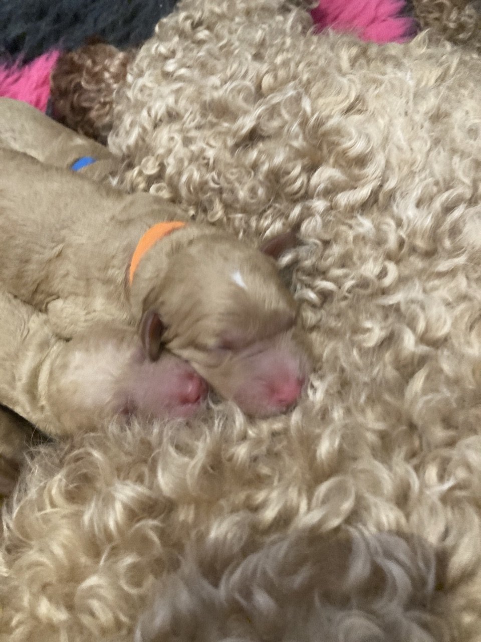 Goldendoodle puppies_6328.JPG