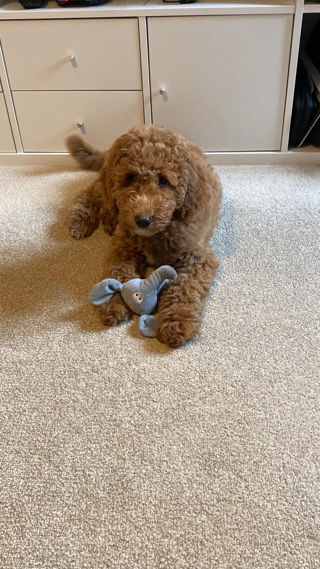 Willow_Goldendoodle puppies.jpeg