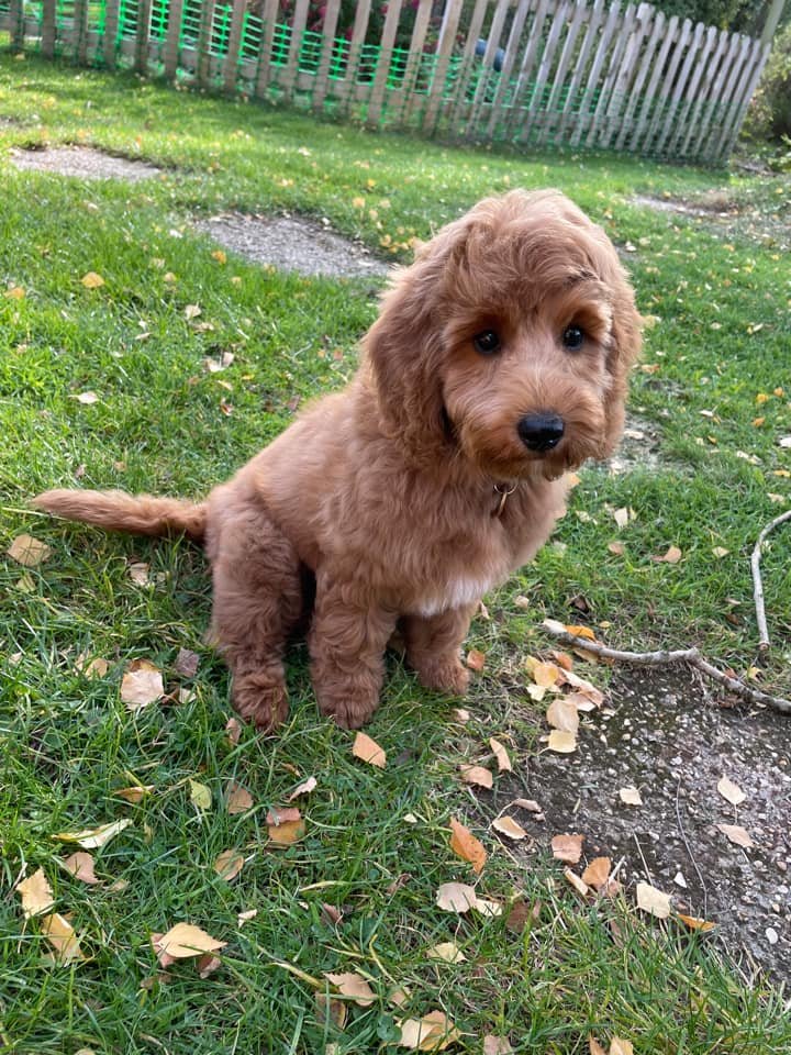 Saffron_Goldendoodle puppies.jpeg