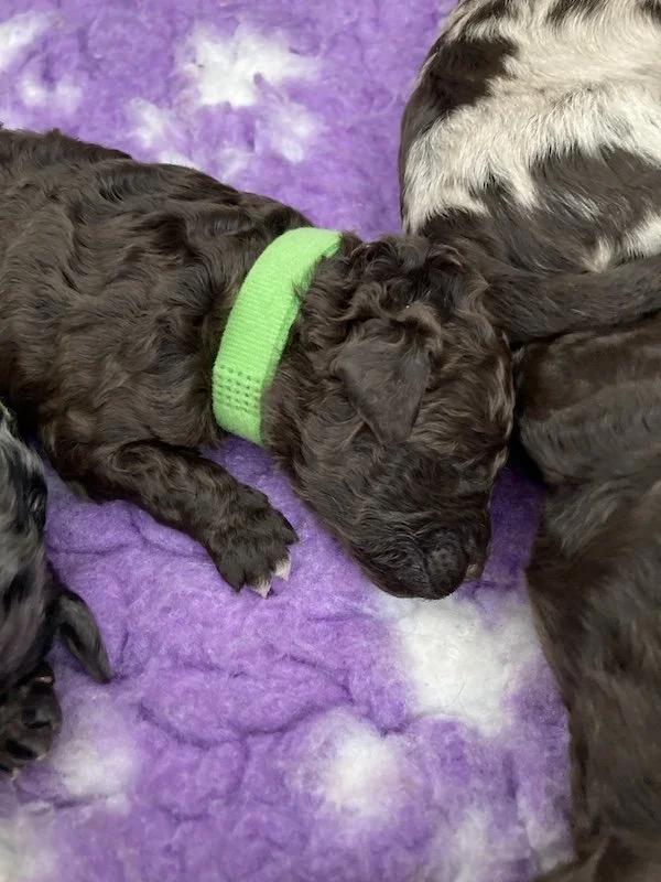 Goldendoodle puppies_4108.jpeg