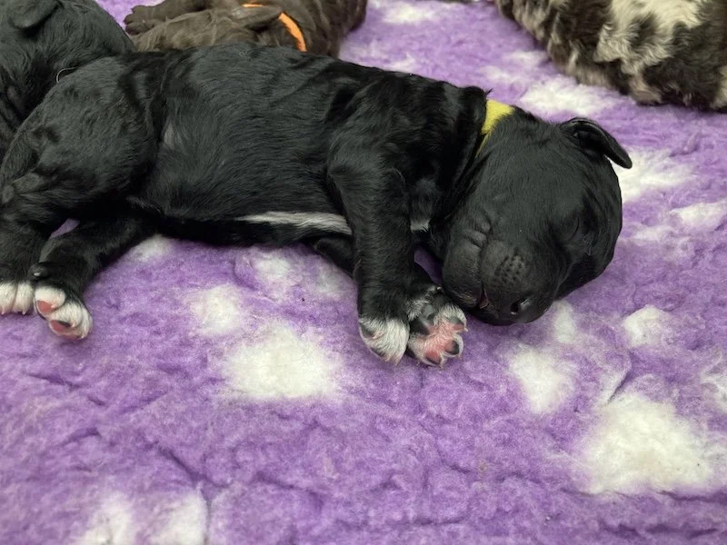 Goldendoodle puppies_4109.jpeg