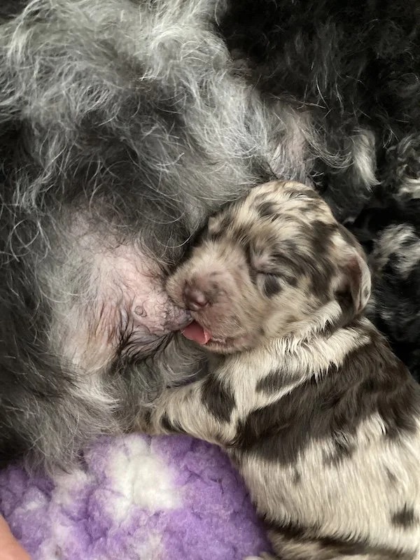 Goldendoodle puppies_4123.jpeg