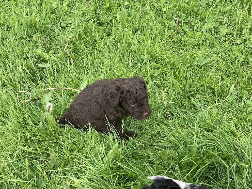 Goldendoodle puppies_4432.JPG