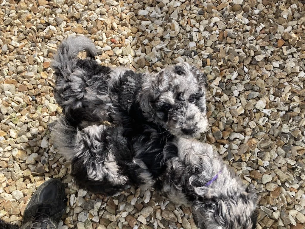 Goldendoodle puppies_4523.JPG