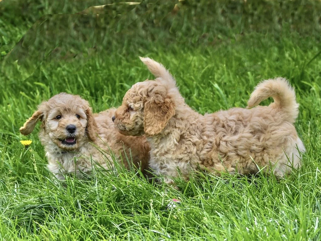 Goldendoodle puppies (7).jpg