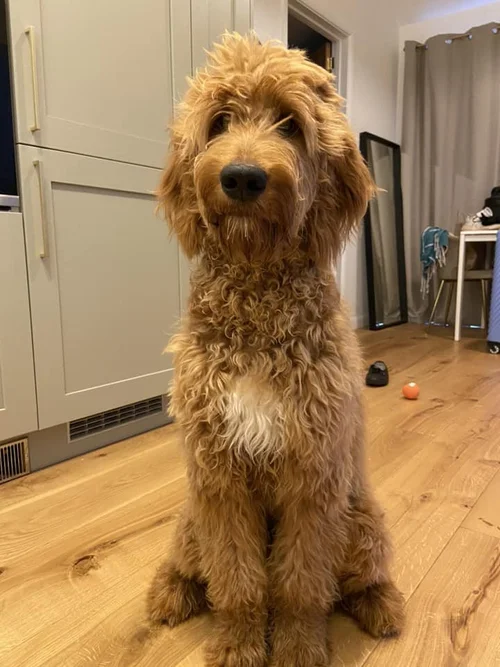 Full Grown Irish Doodles For Sale Peggy's Irish Doodle Puppies