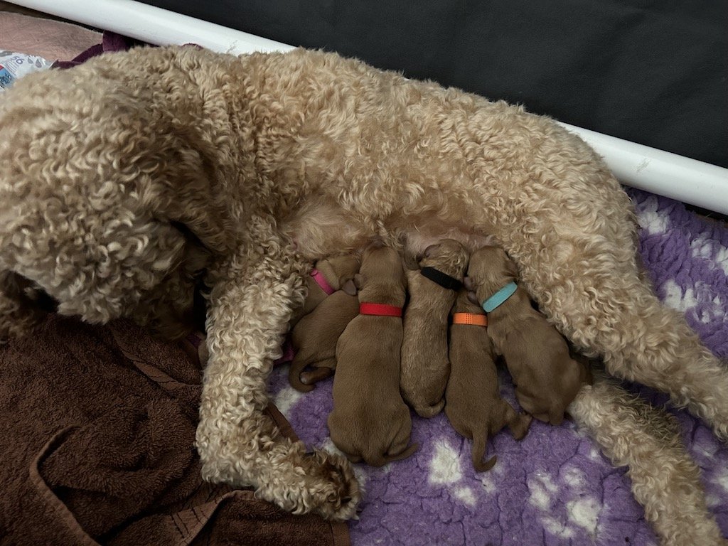 Goldendoodle puppies 1.jpeg