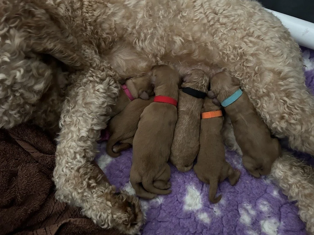 Goldendoodle puppies 2.jpeg