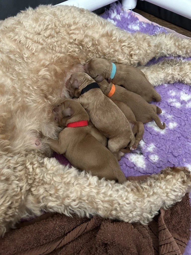 Goldendoodle puppies 3.jpeg