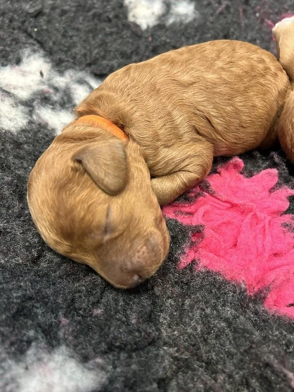 Goldendoodle puppies 3.jpeg