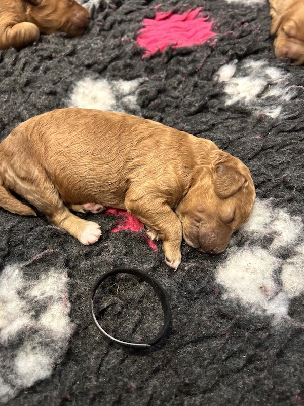 Goldendoodle puppies 4.jpeg
