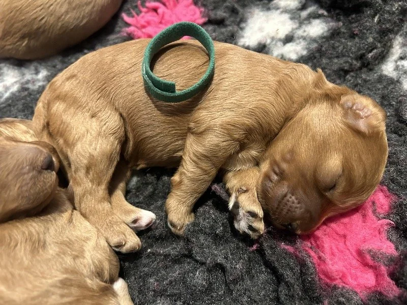 Goldendoodle puppies 11.jpeg
