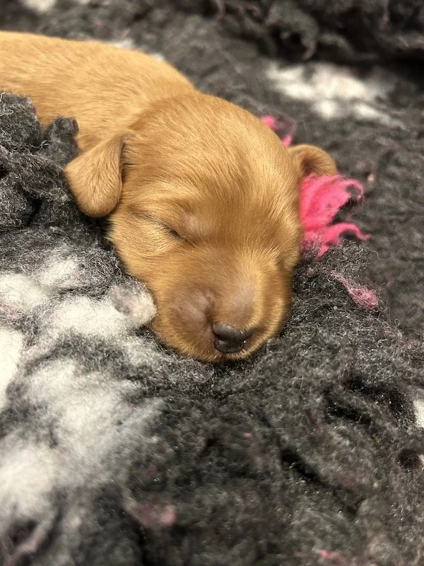 Goldendoodle puppies 14.jpeg