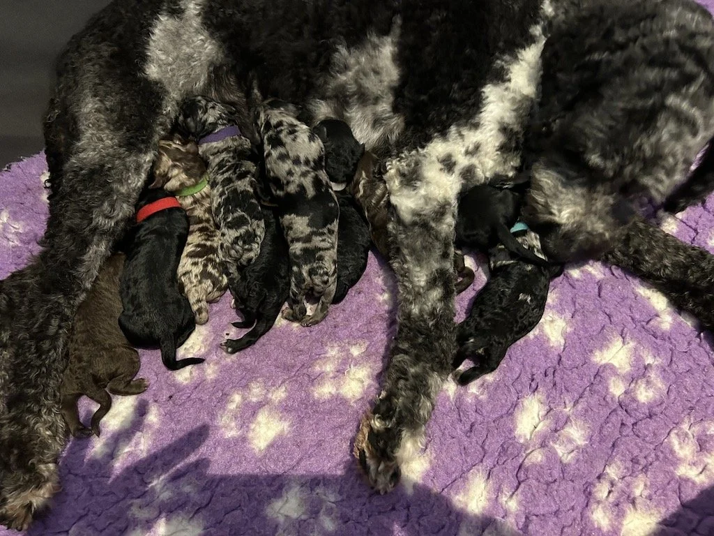 Goldendoodle puppies 2.jpeg