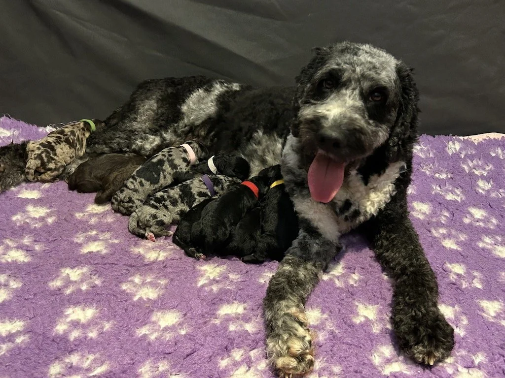 Goldendoodle puppies 3.jpeg