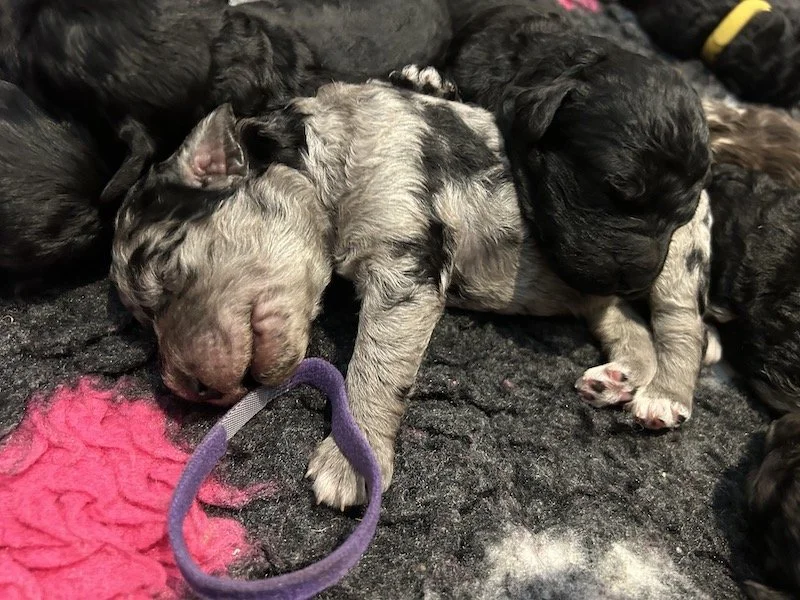 Goldendoodle puppies 7.jpeg