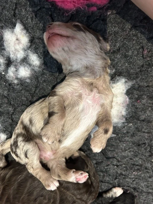 Goldendoodle puppies 11.jpeg