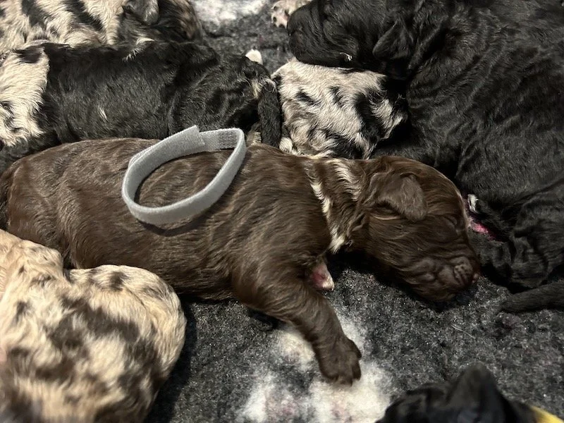 Goldendoodle puppies 14.jpeg