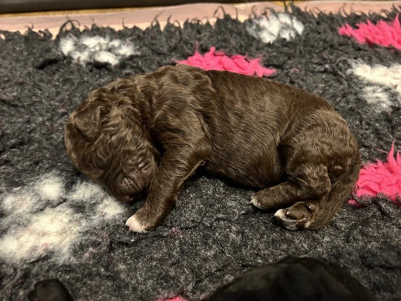 Goldendoodle puppies 15.jpeg