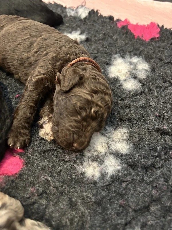 Goldendoodle puppies 2.jpeg