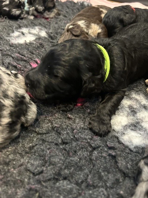 Goldendoodle puppies 6.jpeg
