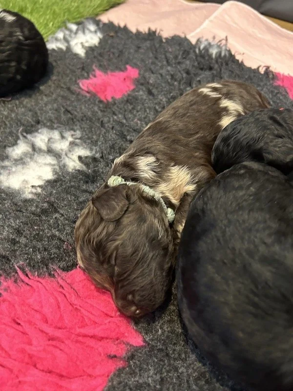 Goldendoodle puppies 8.jpeg