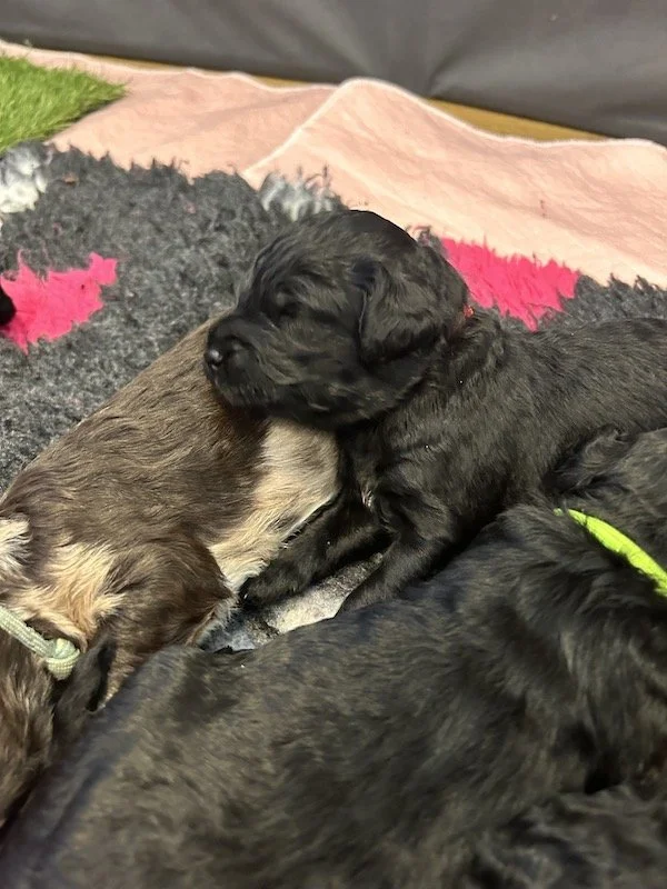 Goldendoodle puppies 11.jpeg