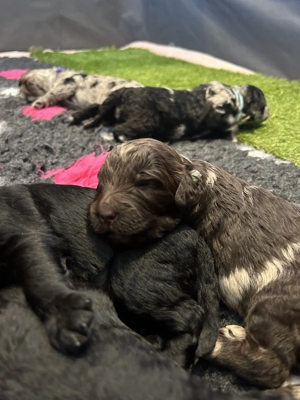 Goldendoodle puppies 24.jpeg