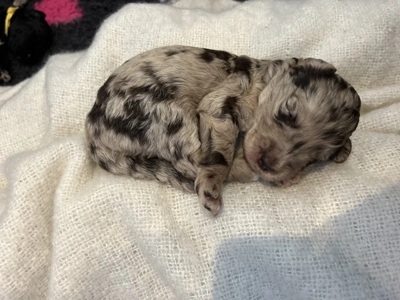 Goldendoodle puppies 28.jpeg