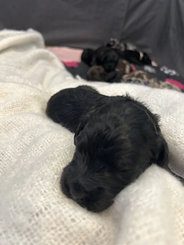 Goldendoodle puppies 33.jpeg
